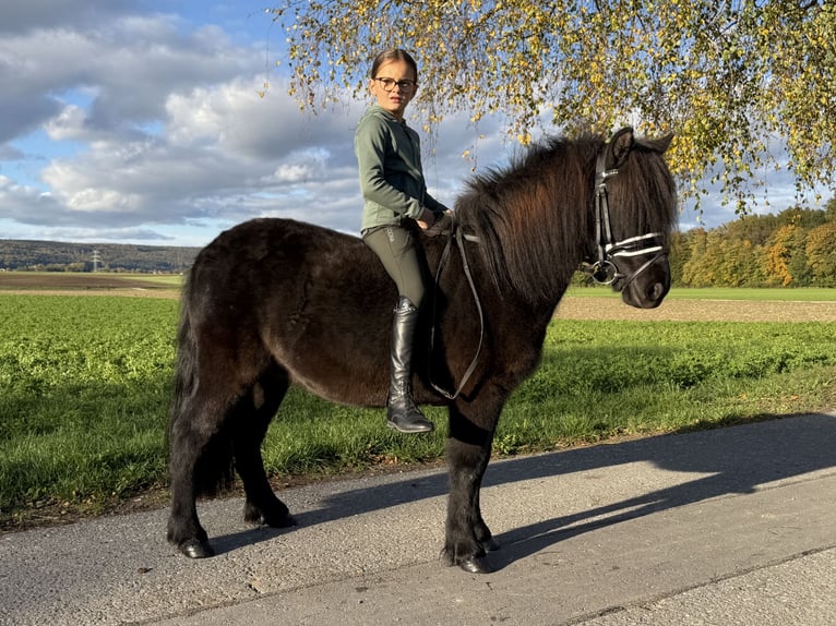 Poneys Shetland Croisé Hongre 6 Ans 119 cm Noir in Riedlingen