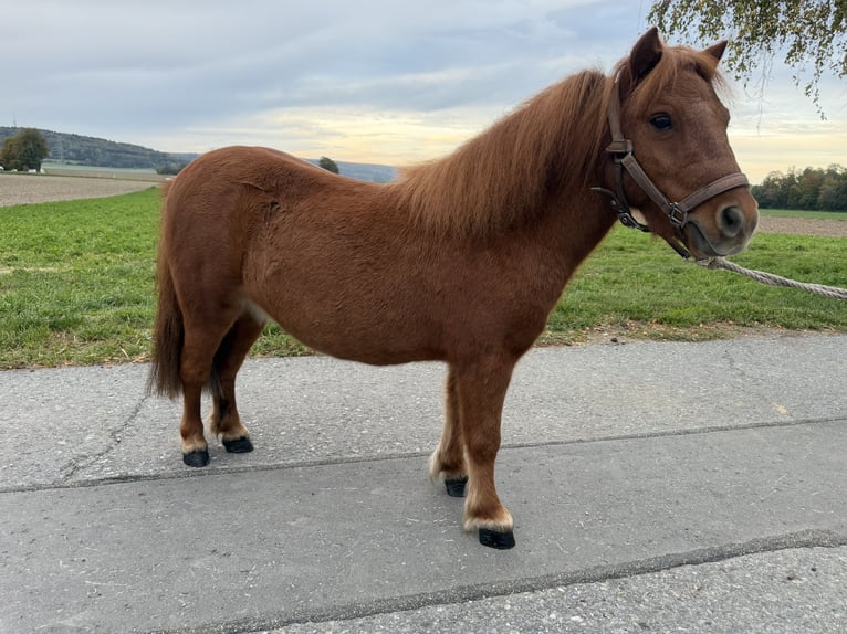 Poneys Shetland Hongre 6 Ans 80 cm Alezan in Riedlingen