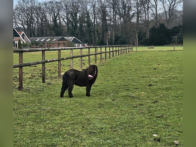 Poneys Shetland Hongre 6 Ans 85 cm Noir in Winterswijk Corle