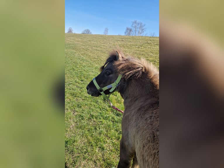 Poneys Shetland Hongre 6 Ans 90 cm Isabelle in Altenmedingen