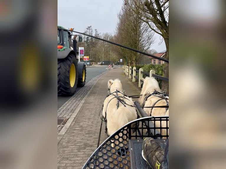 Poneys Shetland Hongre 6 Ans 95 cm Palomino in Halle