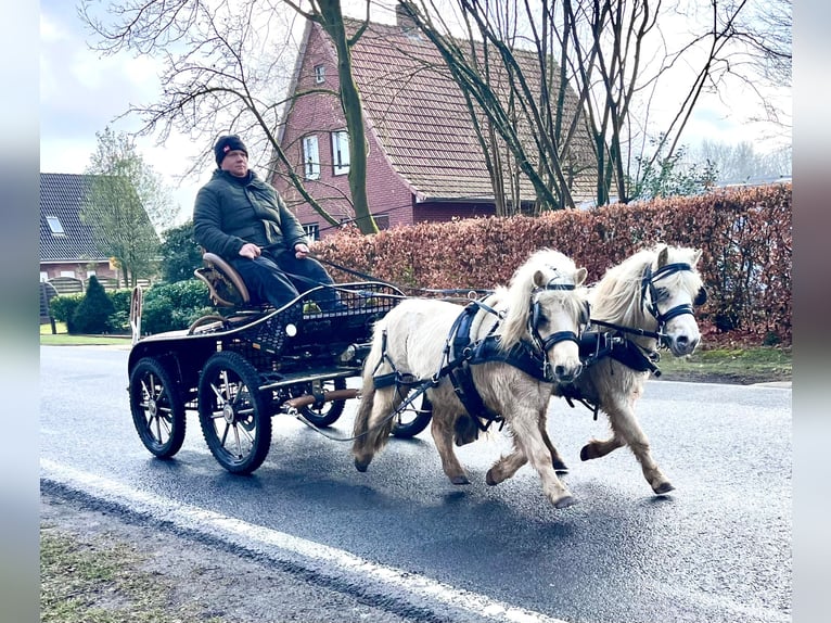 Poneys Shetland Hongre 6 Ans 95 cm Palomino in Halle