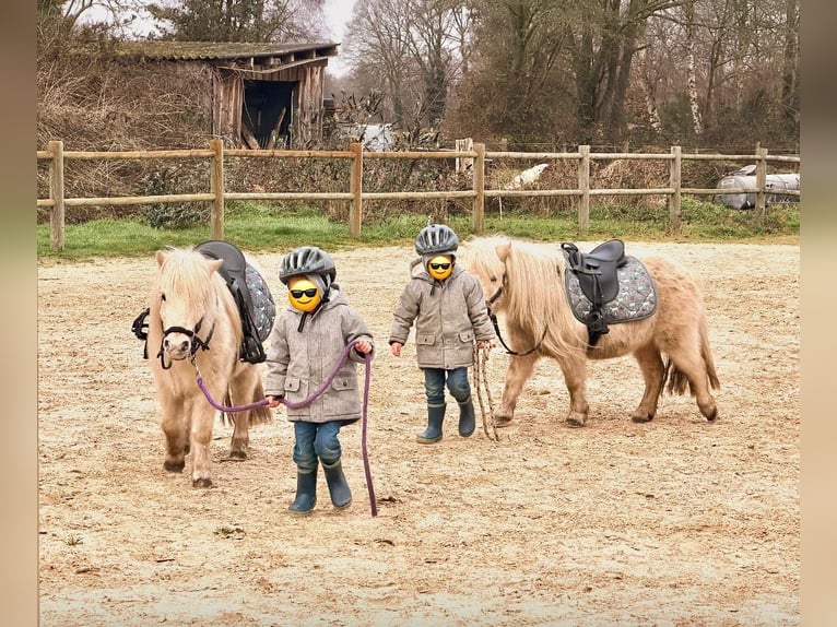Poneys Shetland Hongre 6 Ans 95 cm Palomino in Halle