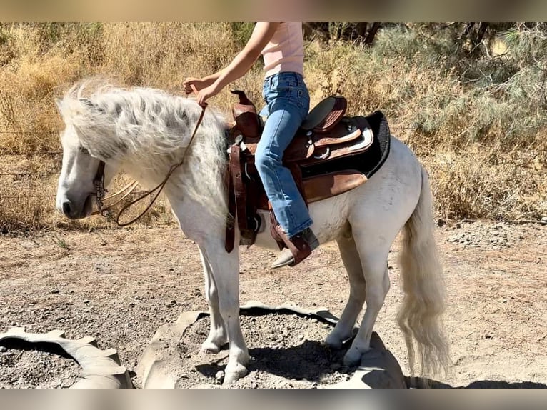 Poneys Shetland Hongre 6 Ans Blanc in Bitterwater CA