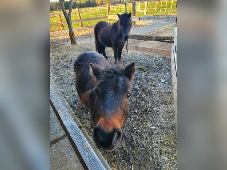 Poneys Shetland Hongre 6 Ans in Finsing