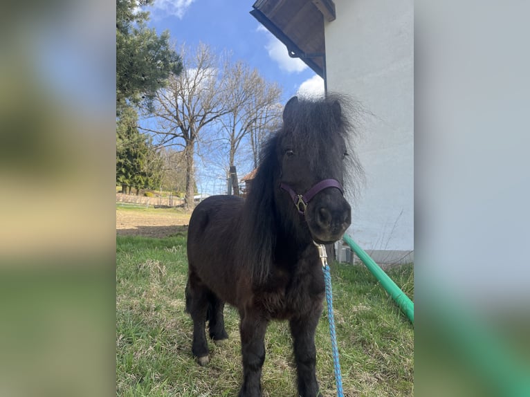 Poneys Shetland Hongre 7 Ans 100 cm Noir in Passau