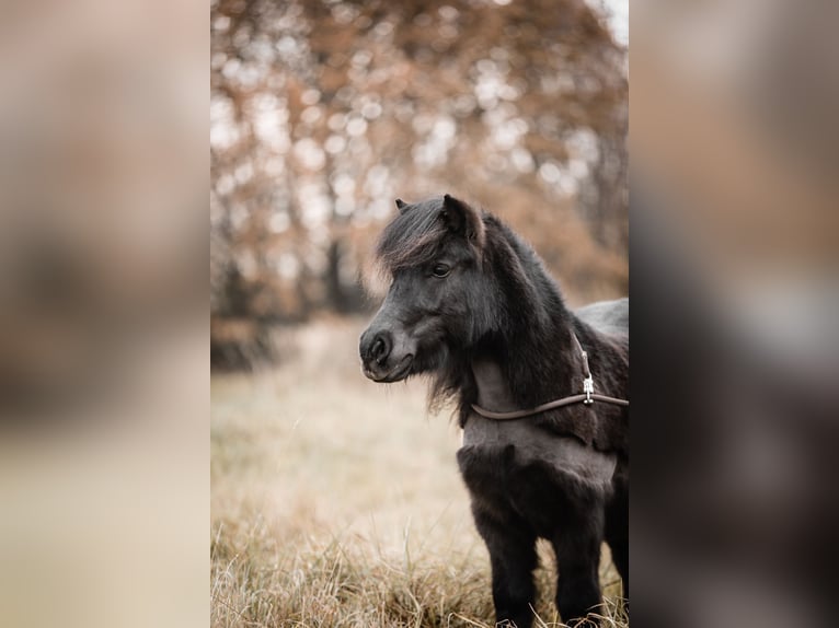 Poneys Shetland Hongre 7 Ans 105 cm Bai brun foncé in Köln