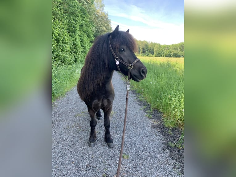 Poneys Shetland Hongre 7 Ans 105 cm Bai brun foncé in Köln