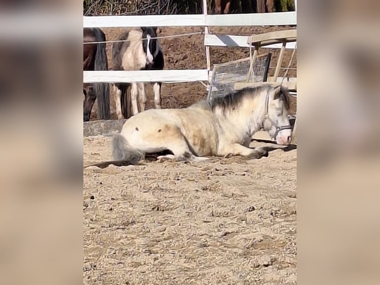 Poneys Shetland Hongre 7 Ans 105 cm Gris in Bayreuth