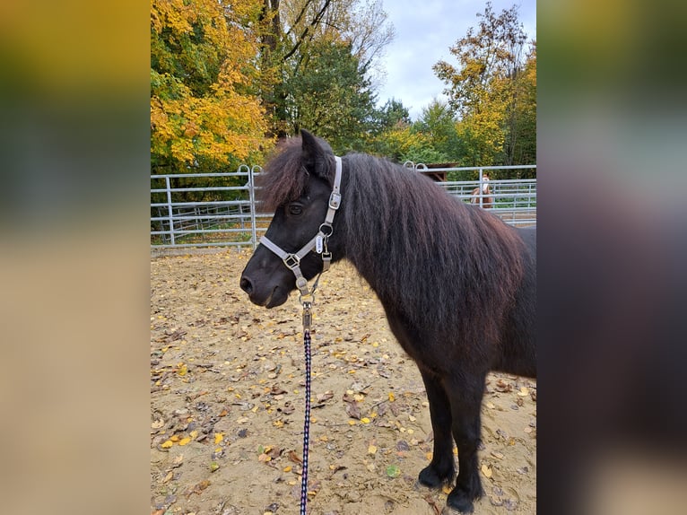 Poneys Shetland Hongre 7 Ans 106 cm Noir in Reichshof