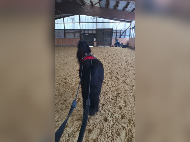 Poneys Shetland Hongre 7 Ans 106 cm Noir in Reichshof