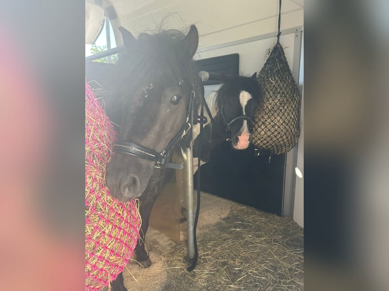 Poneys Shetland Hongre 7 Ans 107 cm Noir in Happerswil