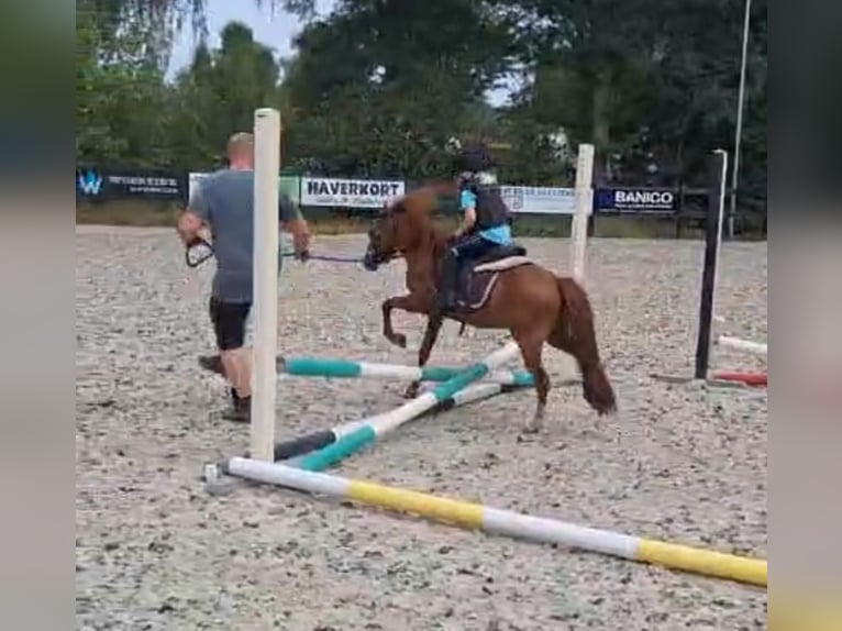 Poneys Shetland Croisé Hongre 7 Ans 110 cm Alezan in Wielen