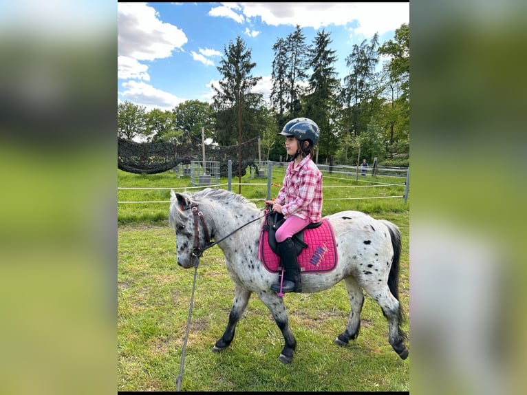 Poneys Shetland Hongre 7 Ans 110 cm Léopard in Lippstadt