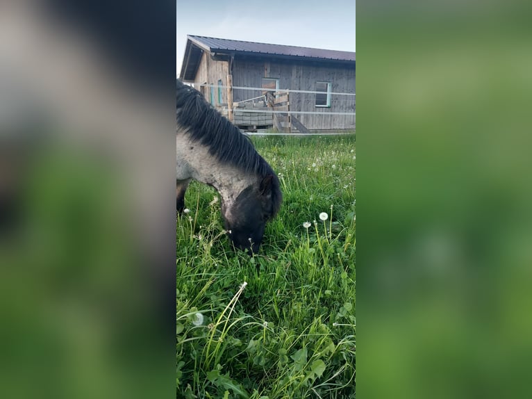 Poneys Shetland Hongre 7 Ans 110 cm Roan-Bay in Koblach