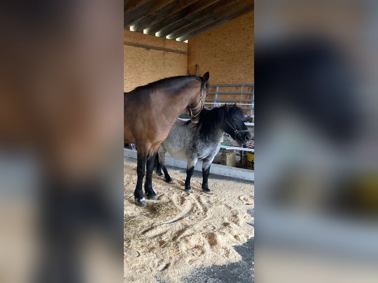 Poneys Shetland Hongre 7 Ans 110 cm Roan-Bay in Koblach