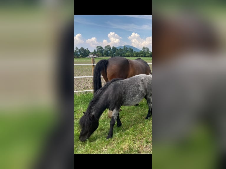 Poneys Shetland Hongre 7 Ans 110 cm Roan-Bay in Koblach