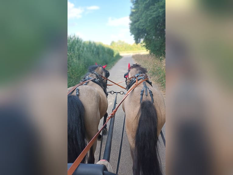 Poneys Shetland Hongre 7 Ans 112 cm Isabelle in Oberderdingen