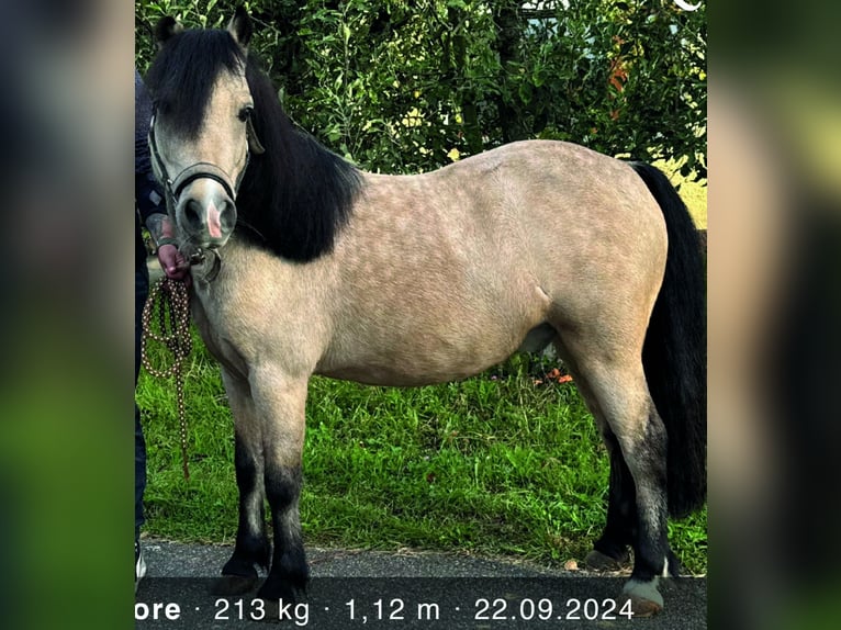 Poneys Shetland Hongre 7 Ans 112 cm Isabelle in Oberderdingen