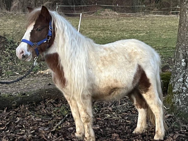 Poneys Shetland Hongre 7 Ans 113 cm Pinto in Ursensollen
