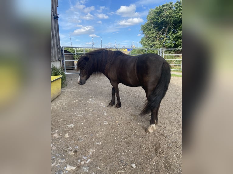 Poneys Shetland Hongre 7 Ans 119 cm in Osterzell