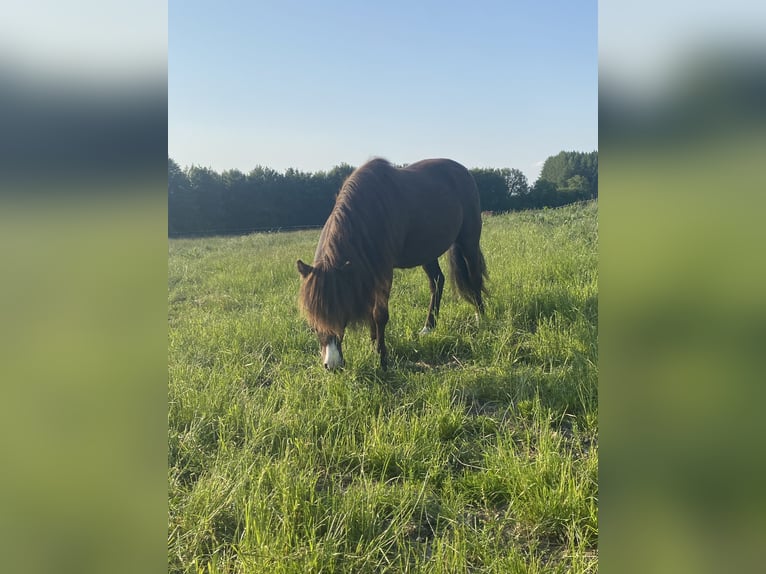 Poneys Shetland Hongre 7 Ans 119 cm in Osterzell