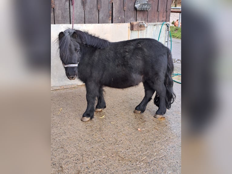 Poneys Shetland Hongre 7 Ans 85 cm Bai brun in Braunschweig