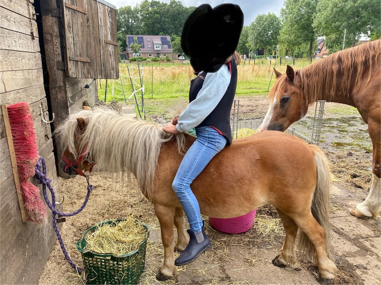 Poneys Shetland Hongre 7 Ans 90 cm Alezan in Rheine