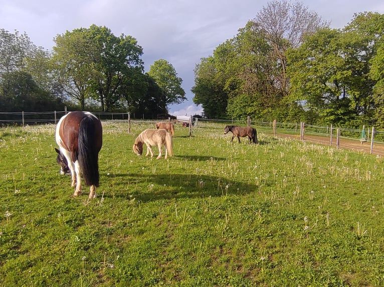 Poneys Shetland Hongre 7 Ans 94 cm  in Obergröningen