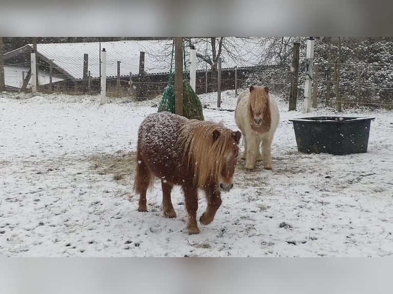 Poneys Shetland Hongre 7 Ans 95 cm Pinto in Obergröningen