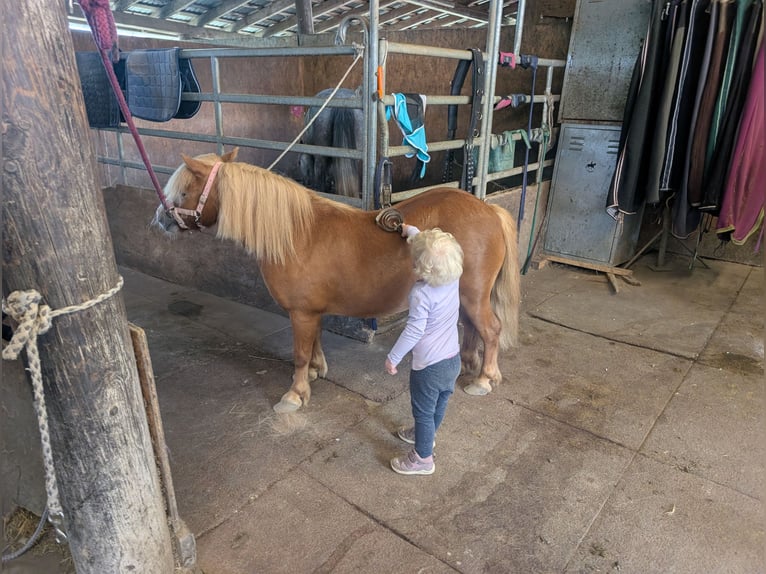 Poneys Shetland Hongre 8 Ans 100 cm Alezan in Morsbach