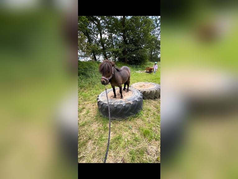 Poneys Shetland Hongre 8 Ans 100 cm Bai brun in Nümbrecht