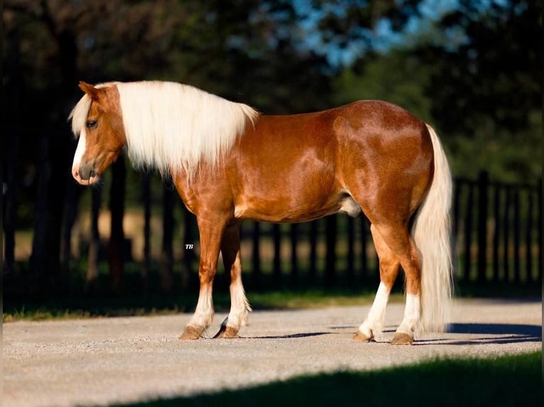 Poneys Shetland Croisé Hongre 8 Ans 102 cm Rouan Rouge in Granbury, TX