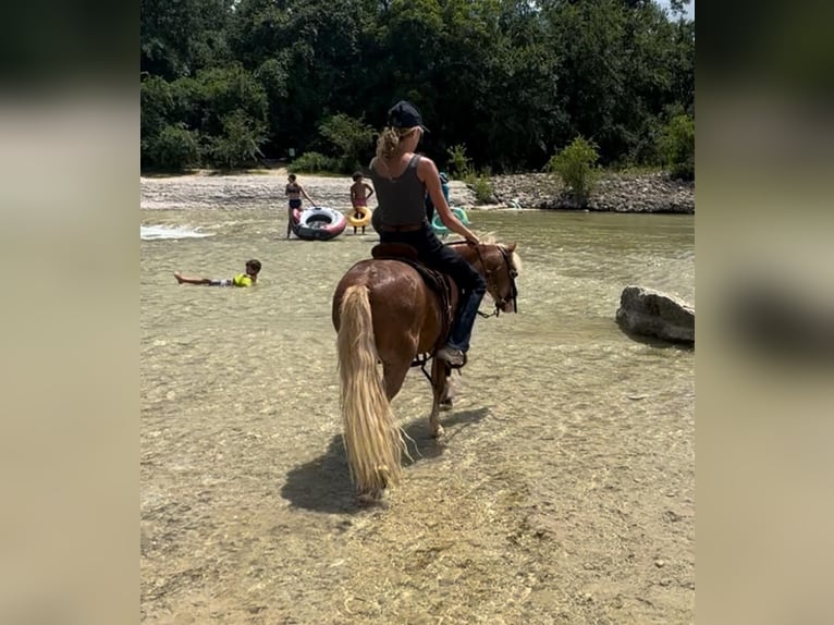 Poneys Shetland Croisé Hongre 8 Ans 102 cm Rouan Rouge in Granbury, TX