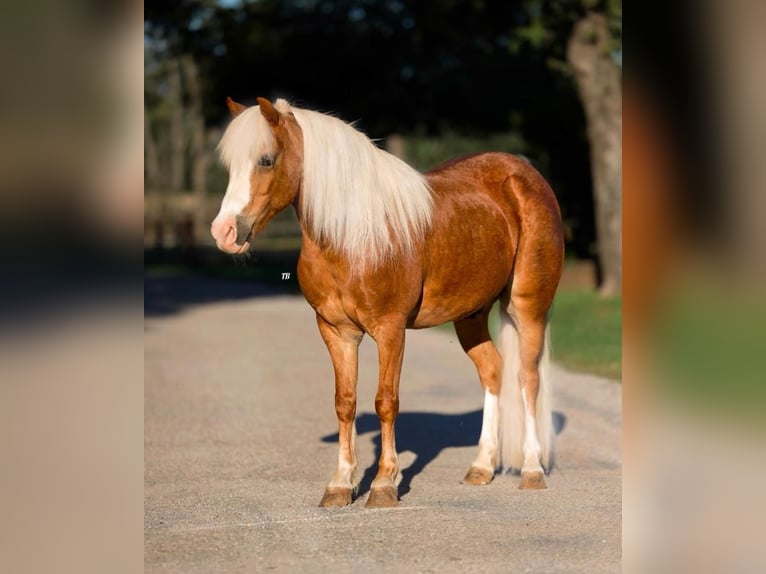 Poneys Shetland Croisé Hongre 8 Ans 102 cm Rouan Rouge in Granbury, TX