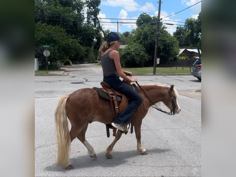 Poneys Shetland Croisé Hongre 8 Ans 102 cm Rouan Rouge in Granbury, TX