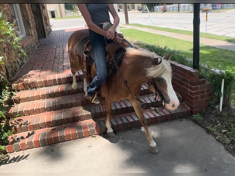 Poneys Shetland Croisé Hongre 8 Ans 102 cm Rouan Rouge in Granbury, TX