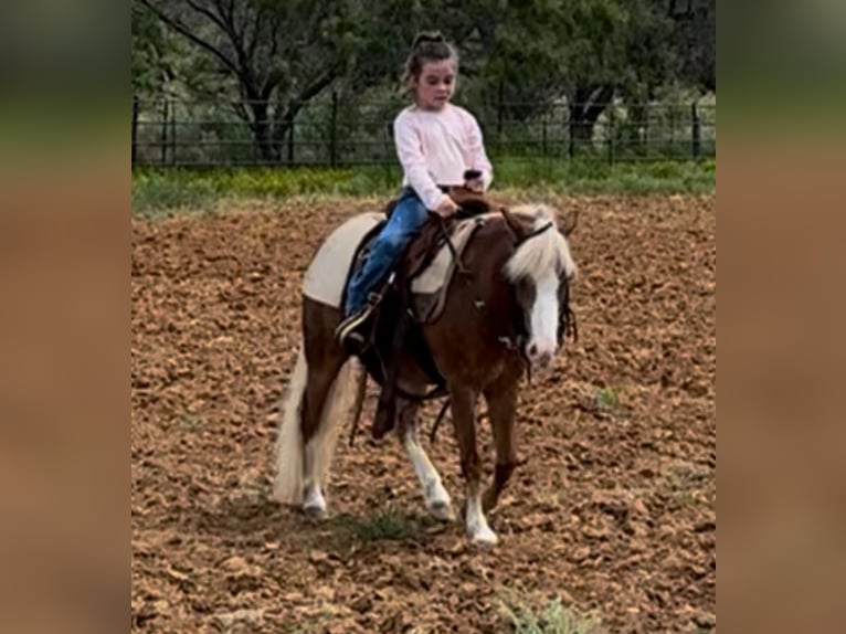 Poneys Shetland Croisé Hongre 8 Ans 102 cm Rouan Rouge in Granbury, TX