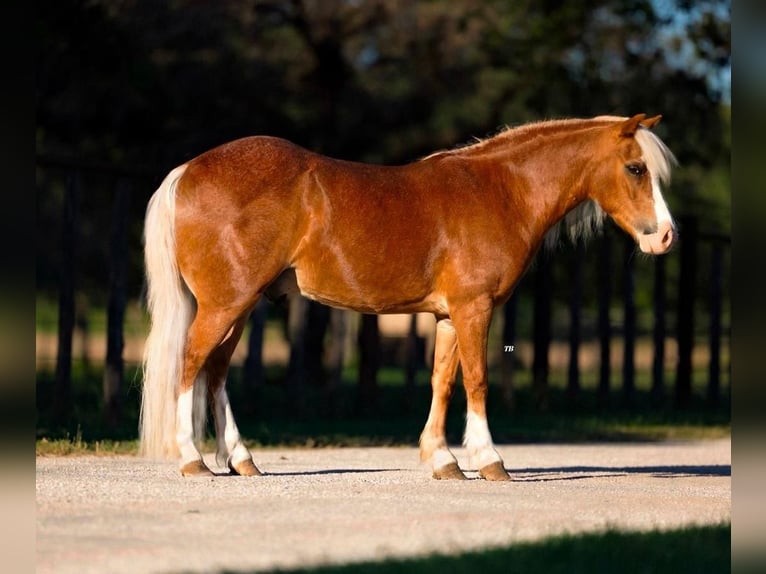 Poneys Shetland Croisé Hongre 8 Ans 102 cm Rouan Rouge in Granbury, TX