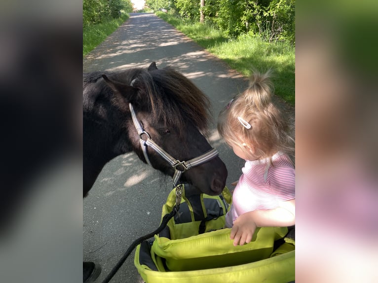 Poneys Shetland Hongre 8 Ans 105 cm Noir in Langenhagen