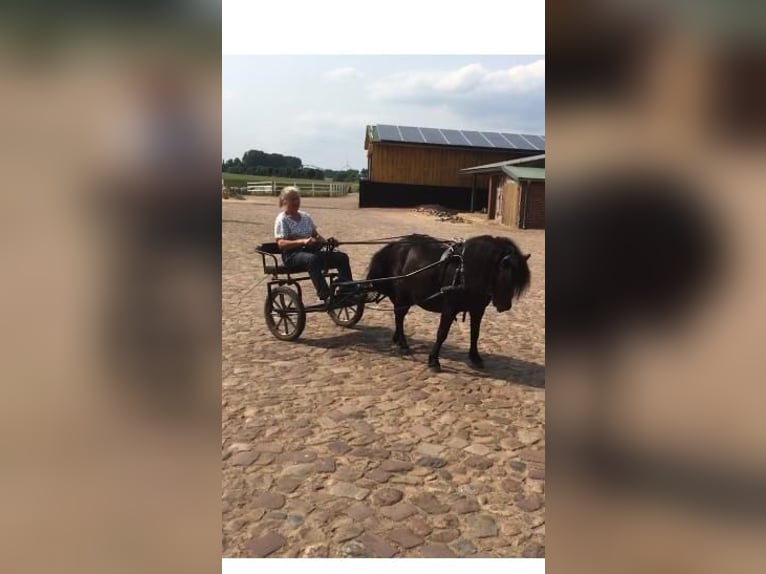 Poneys Shetland Hongre 8 Ans 105 cm Noir in Langenhagen
