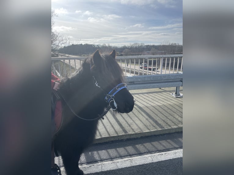 Poneys Shetland Hongre 8 Ans 105 cm Noir in Langenhagen