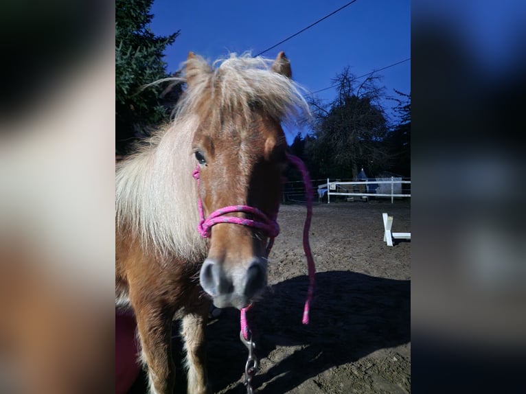 Poneys Shetland Hongre 8 Ans 107 cm Alezan in Klingenberg