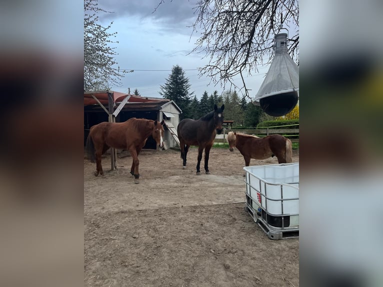 Poneys Shetland Hongre 8 Ans 107 cm Alezan in Klingenberg