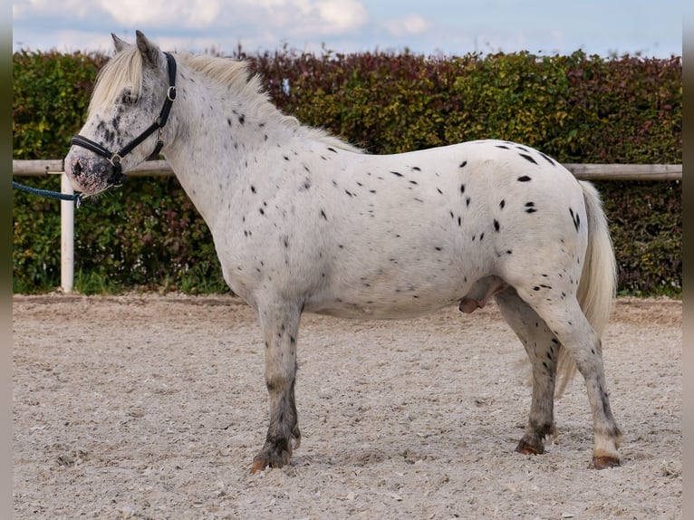 Poneys Shetland Hongre 8 Ans 110 cm Léopard in Neustadt (Wied)