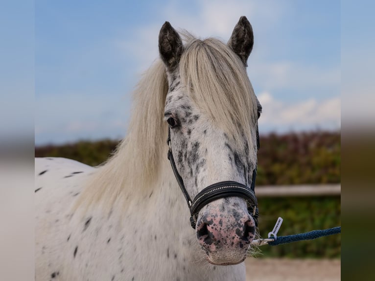 Poneys Shetland Hongre 8 Ans 110 cm Léopard in Neustadt (Wied)