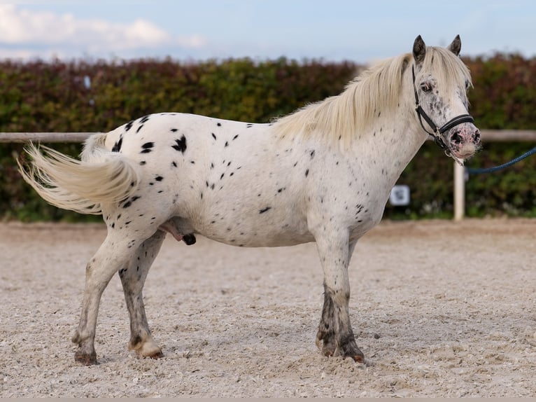 Poneys Shetland Hongre 8 Ans 110 cm Léopard in Neustadt (Wied)