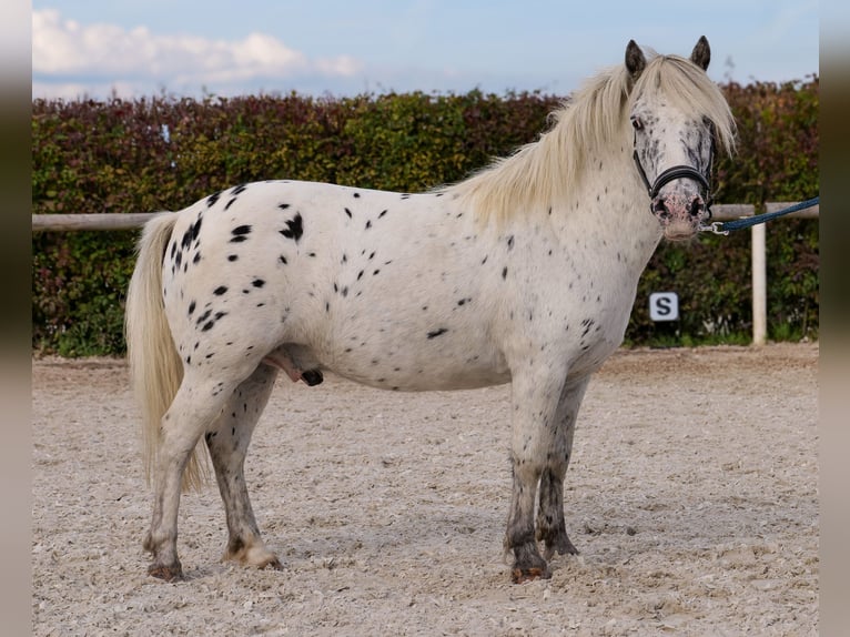 Poneys Shetland Hongre 8 Ans 110 cm Léopard in Neustadt (Wied)
