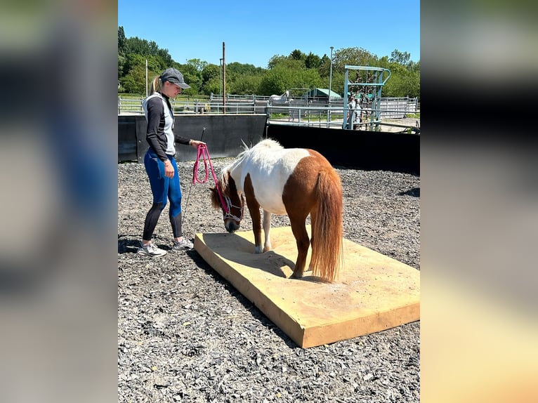 Poneys Shetland Croisé Hongre 8 Ans 110 cm Pinto in Rheinstetten