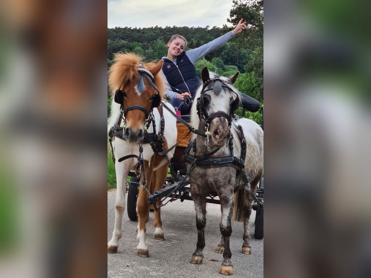 Poneys Shetland Croisé Hongre 8 Ans 110 cm Pinto in Rheinstetten